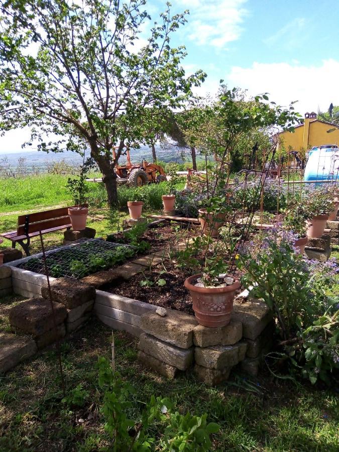 B&B La Gallinella Rossa Baschi Экстерьер фото